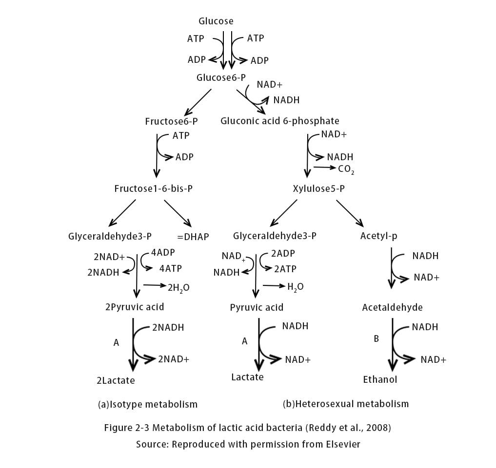Metabolism of lactic acid bacteria