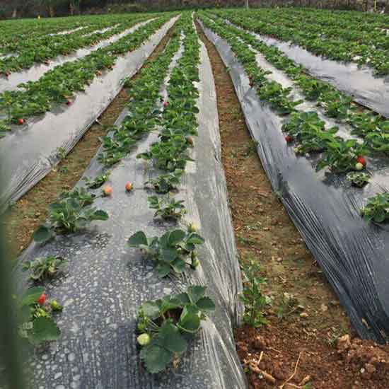 biodegradable mulch roll