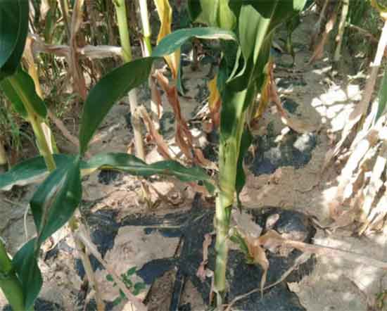 biodegradable plastic mulch film