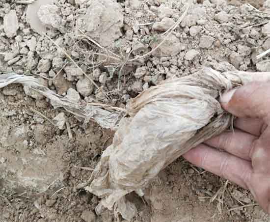 plastic mulching in vegetables