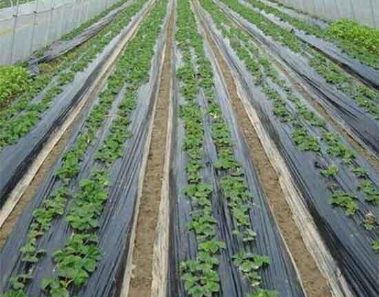 Biodegradable mulch paper
