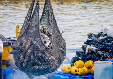 Korea develops 4 types of microbially degradable fishing net materials ...
