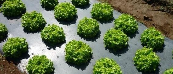 Biodegradable agricultural land film