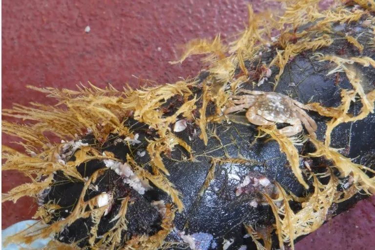 Organisms affected by pollution