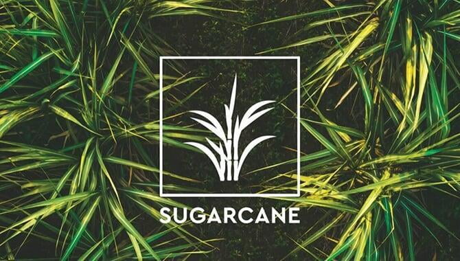organic bagasse tray