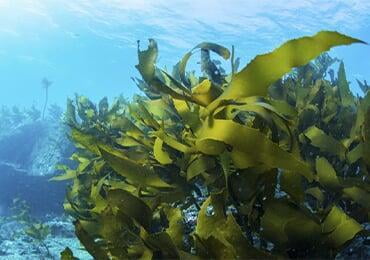Seaweed packaging instead of plastic