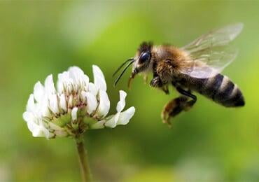 New Zealand's Humble Bee Bio is using bees to make bioplastics