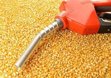 The Dutch government has taken measures to reduce the demand for biofuels
