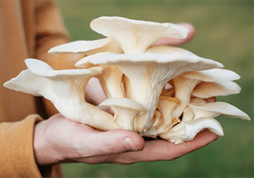 Researchers find mushrooms could replace fossilized plastic