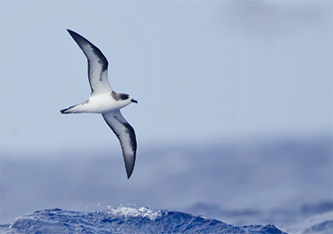 Researchers say first disease entirely caused by plastic found in seabirds