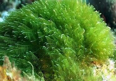 Save 70 times more water! Keel Labs USA Launches Seaweed Fiber T-Shirts