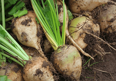 Afyren, France, production of 7 bio-based carboxylic acids from sugar beet