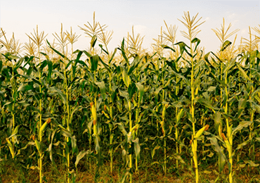 How is polylactic acid made from corn stover?